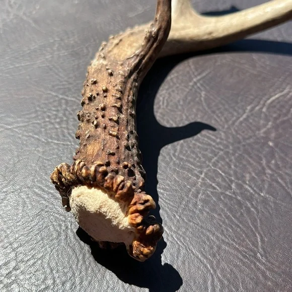 Dear antler shedding, real authentic display - Picture 2 of 7